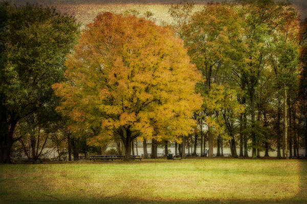 Trees Art Print featuring the photograph The Golden One by Cathy Kovarik