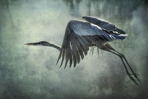 Great Blue Heron Art Print featuring the photograph The Great Blue Heron by Saija Lehtonen