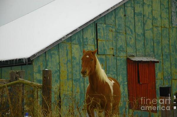 Horses Art Print featuring the photograph The Green Barn by Tracy Rice Frame Of Mind
