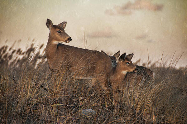 Deer Art Print featuring the photograph The Guardian by Cathy Kovarik