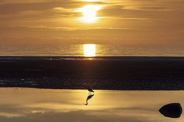 Beach Art Print featuring the photograph The heron by Nick Barkworth