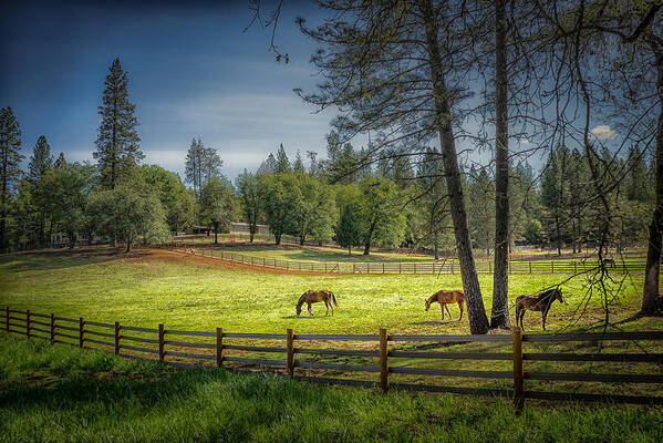 Horses Art Print featuring the photograph The Horses of Placerville by Janis Knight