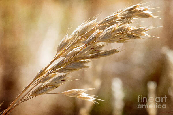 Grass Art Print featuring the photograph The hot gold hush of noon by Linda Lees