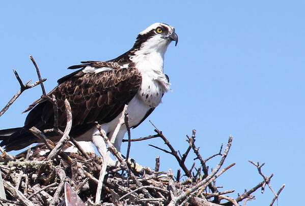 Osprey Art Print featuring the photograph The Hunter by Rosemary Aubut