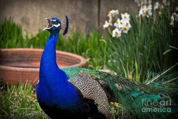 Male Art Print featuring the photograph The Indian Peafowl by Gary Keesler