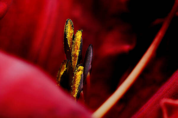 Scarlet Colored Lily Art Print featuring the photograph The Insiders by Michael Eingle