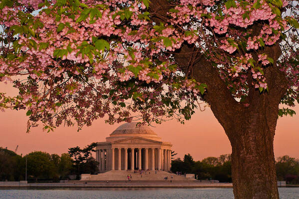 America Art Print featuring the photograph The Jefferson Memorial Framed by a Cherry Tree by Mitchell R Grosky