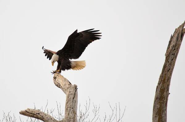 Eagle Art Print featuring the photograph The Landing by Bonfire Photography