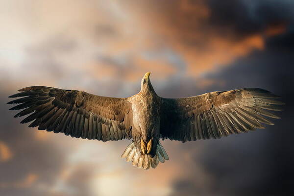 Eagle Art Print featuring the photograph The Last Flight by Alberto Ghizzi Panizza
