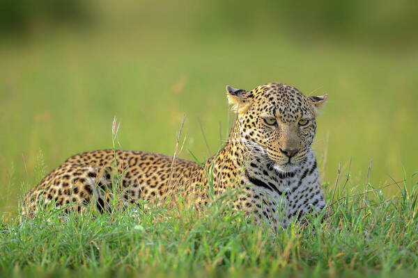 Wildlife Art Print featuring the photograph The Leopard by Roshkumar