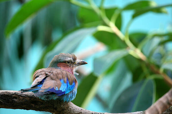 Lilac Breased Roller Art Print featuring the photograph The Lilac Breasted Roller by Karol Livote