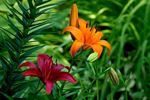 Lilies Art Print featuring the photograph The Lilies of Summer by Theo OConnor