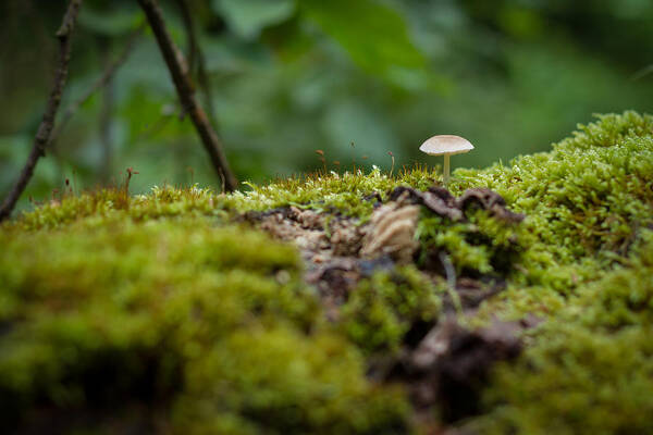 Natur Art Print featuring the photograph The Little Things by Andreas Levi