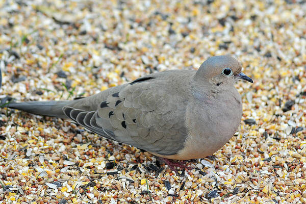 Mourning Dove Art Print featuring the photograph The Motherlode by Gene Tatroe