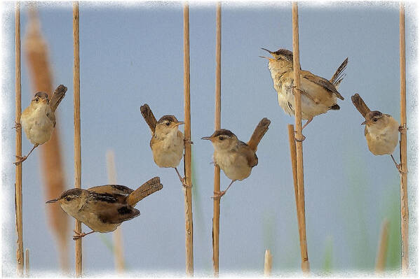 Marsh Art Print featuring the photograph The Music Of The Marsh Wrens by Constantine Gregory