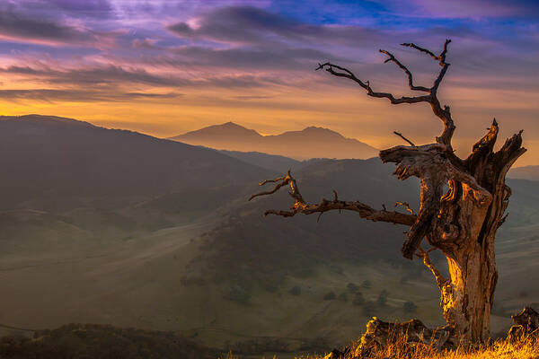 Landscape Art Print featuring the photograph The Old Tree And Diablo by Marc Crumpler
