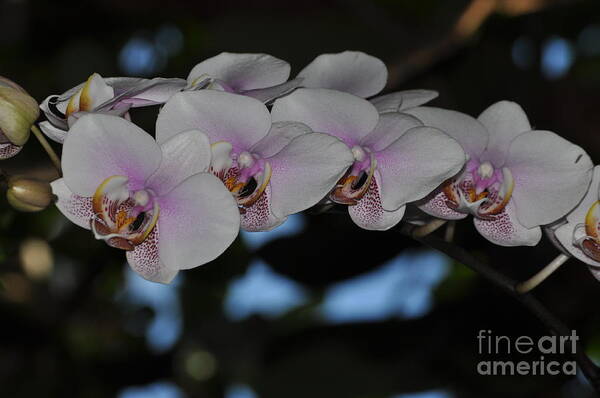 Orchid Art Print featuring the photograph The Orchid Garden by Nona Kumah
