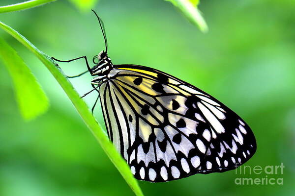 Butterfly Art Print featuring the photograph The Paper Kite or Rice Paper or Large Tree Nymph butterfly also known as Idea leuconoe by Amanda Mohler
