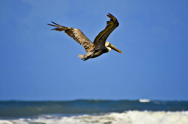 Pelican Art Print featuring the photograph The Pelican and the Sea by DigiArt Diaries by Vicky B Fuller