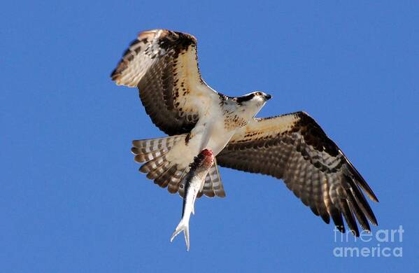 Osprey Art Print featuring the photograph The Provider by Quinn Sedam