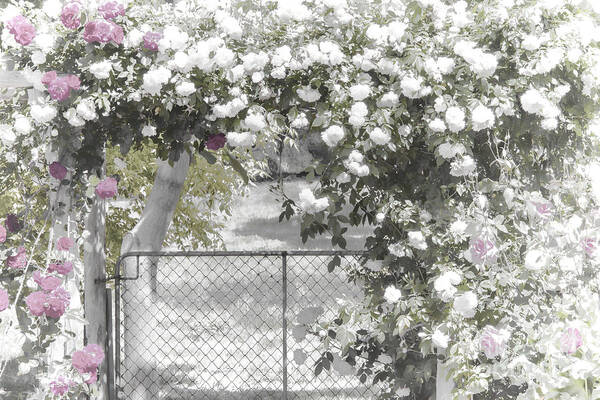Flowers Art Print featuring the photograph The Rose Arbor by Elaine Teague