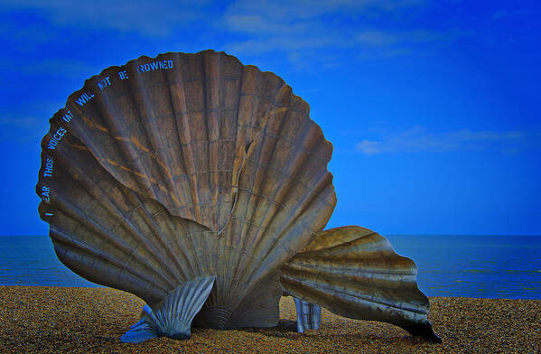 Scallop Shell Art Print featuring the photograph The Scallop by Chris Thaxter