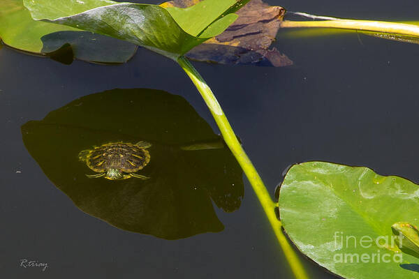 Turtle Art Print featuring the photograph The Shaded Turtle by Rene Triay FineArt Photos