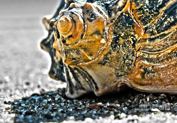 Nature Art Print featuring the photograph The Shell On The Sand by Sebastian Mathews Szewczyk