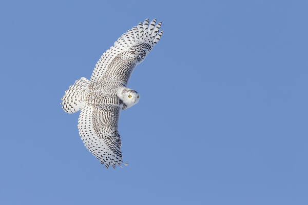 Angel Art Print featuring the photograph The Snowy Hunter by Mircea Costina Photography