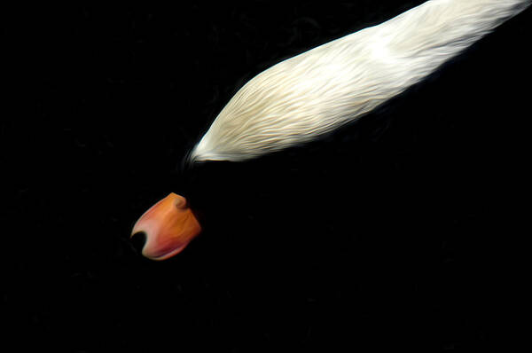 Swan Art Print featuring the photograph The Swan Under water by Terry Cosgrave