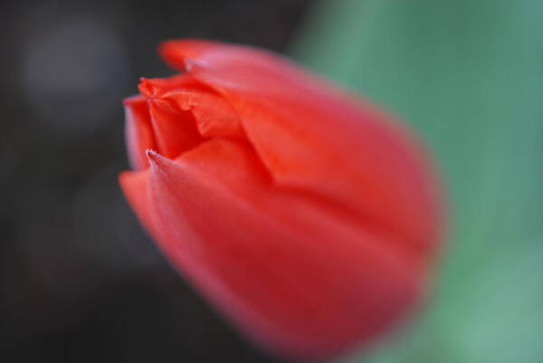 Tulip Art Print featuring the photograph The Tip of the Tulip by Kathy Paynter