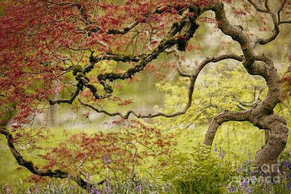 Tree Art Print featuring the photograph The Tree by Rebecca Cozart