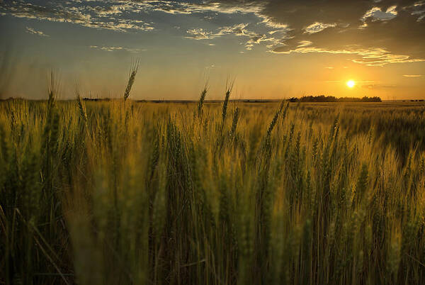 Wheat Art Print featuring the photograph The Turn by Thomas Zimmerman