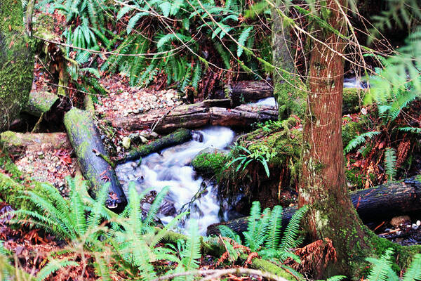 Creek Art Print featuring the photograph The Unknown Creek by Edward Hawkins II