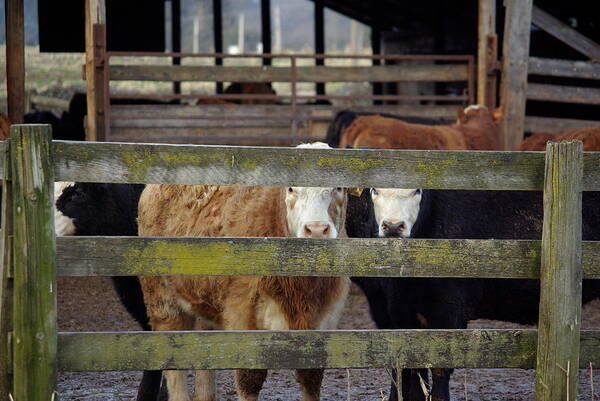 Cow Art Print featuring the photograph The Watchers by Cindy Johnston