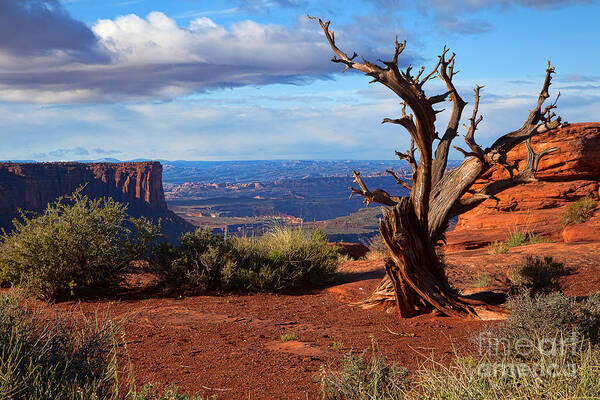 Canyonlands Art Print featuring the photograph The Watchman by Jim Garrison