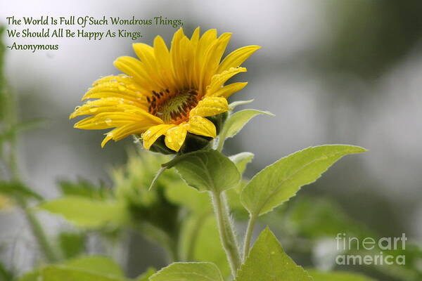 Sunflower Art Print featuring the photograph The World Is Full by Leone Lund