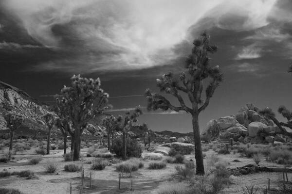 Joshua Tree National Park Art Print featuring the photograph There Will Be a Way by Laurie Search