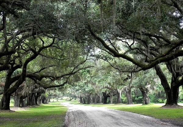 Oak Lined Pathway Into House Art Print featuring the photograph This Is The South by Patricia Greer
