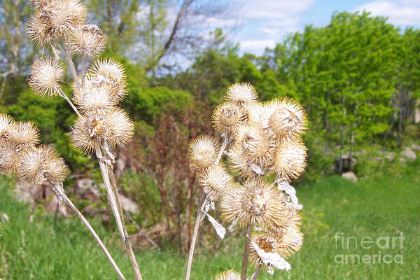 Thistle Art Print featuring the photograph Thistle Me This by Mary Mikawoz