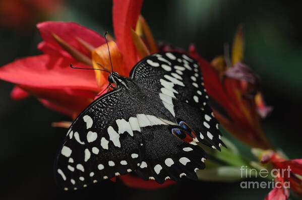 Thoas Swallowtail Art Print featuring the photograph Thoas Swallowtail Butterfly by Tamara Becker
