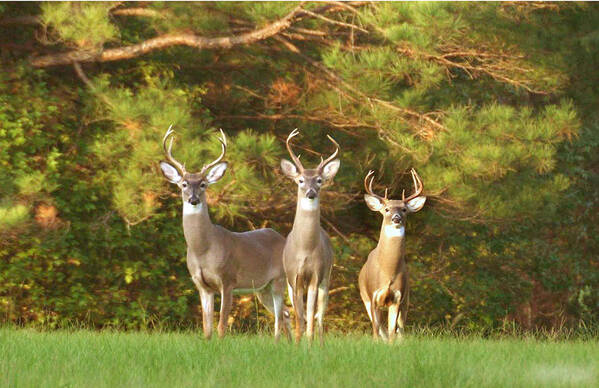 Whitetail Deer Art Print featuring the photograph Three Amigos by Robert Camp