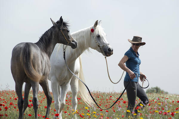 Poppies Art Print featuring the photograph Three at the poppies' field... 1 by Dubi Roman