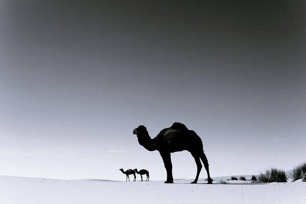 Scenics Art Print featuring the photograph Three Camels In The Sahara Desert by Zodebala Scenics Art Print featuring the photograph Three Camels In The Sahara Desert by Zodebala