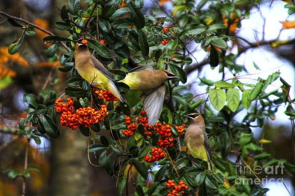 Cedar Waxwings Art Print featuring the photograph Three Cedar Waxwings by Barbara Bowen