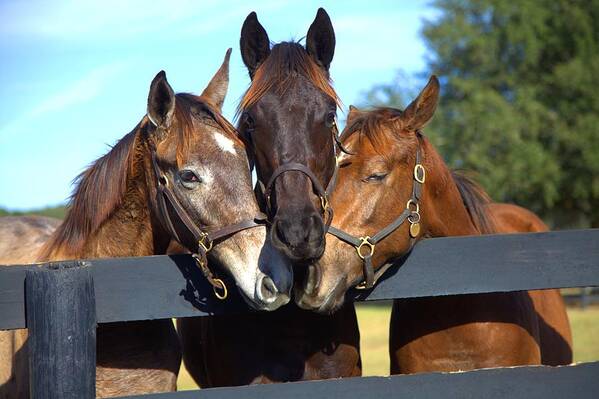 7522 Art Print featuring the photograph Three Friends by Gordon Elwell