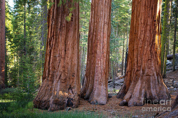 Yosemite Art Print featuring the photograph Three Graces Yosemite by Jane Rix