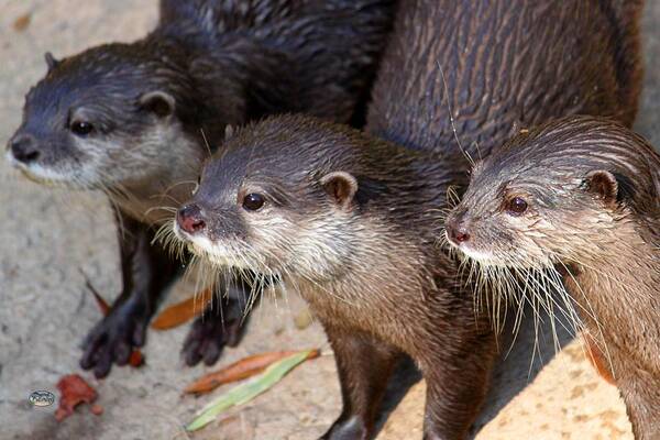 Otter Art Print featuring the photograph Three Otters by Daniel Eskridge