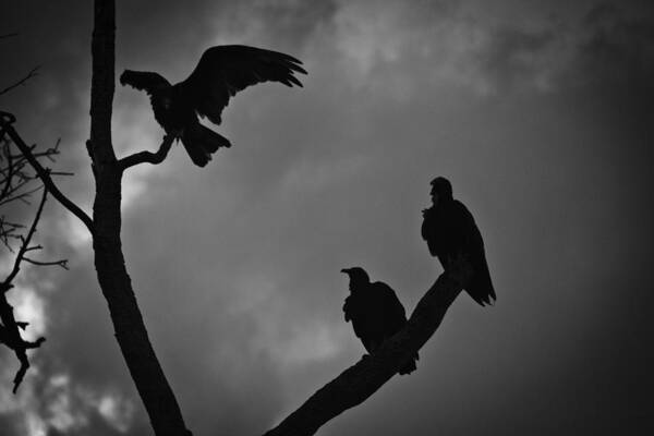 Florida Art Print featuring the photograph Three Vultures by Bradley R Youngberg
