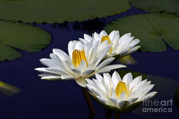 Nymphaea Art Print featuring the photograph Three White Tropical Water Lilies version 2 by Byron Varvarigos